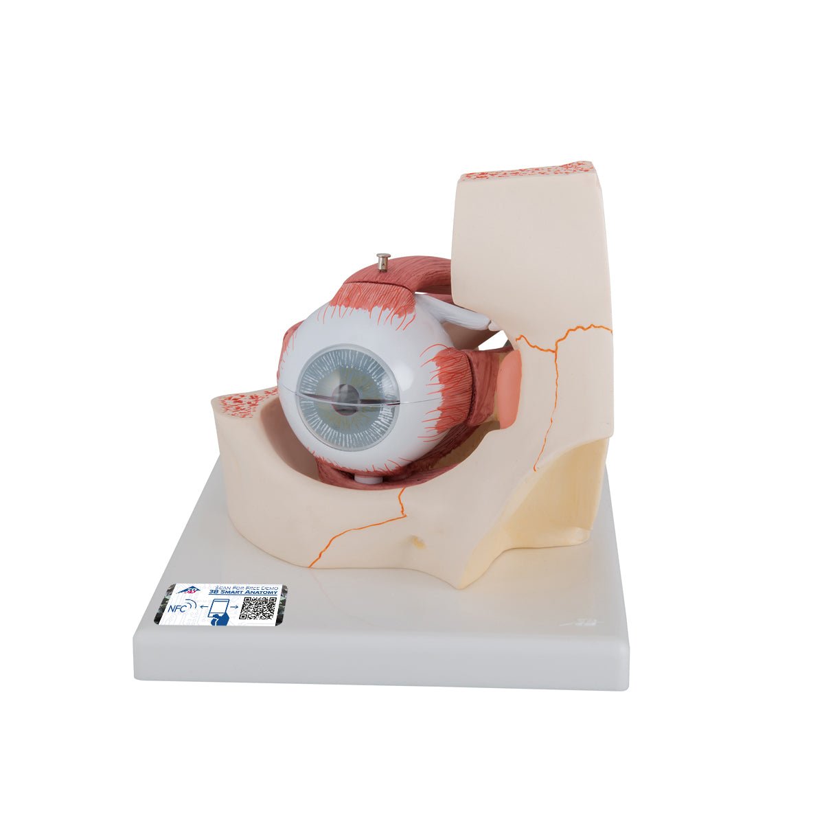 Giant Human Eye Anatomy Model - 3X Life Size with 7 Detachable Parts | Perfect for Medical Students, Biology Classrooms & Science Education
