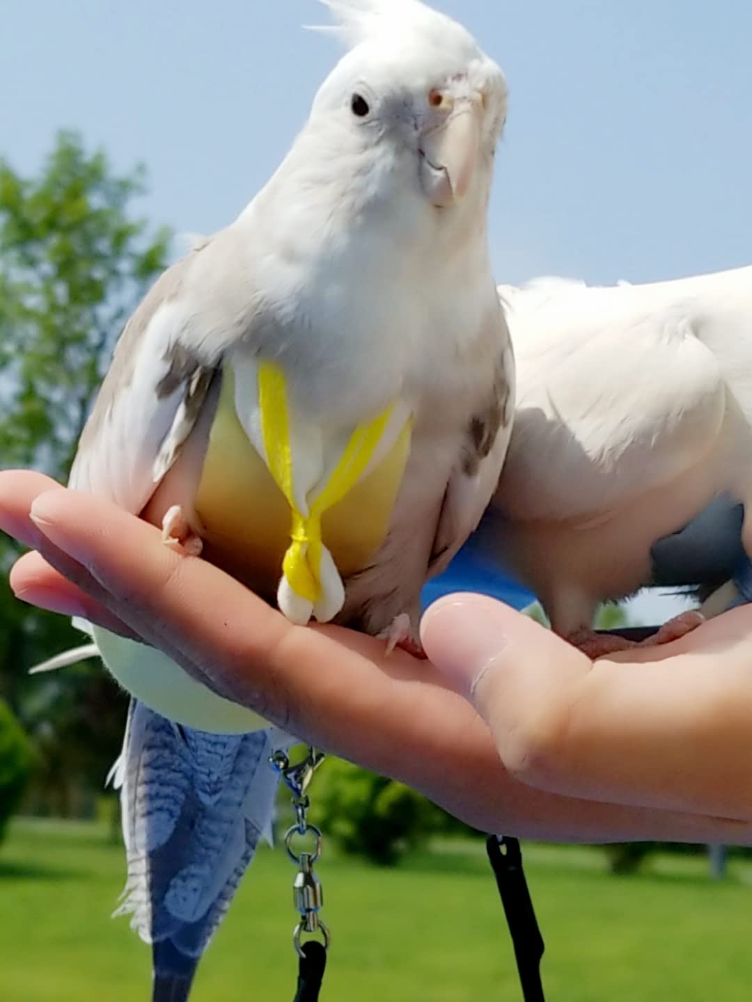 **Blue Large Bird Flight Suits Diapers - Parrot Sailor Suits for Monk Parakeets & Cockatiels | Training Nappy Suit Liners & Clothes | Perfect for Outdoor Adventures & Indoor Play**