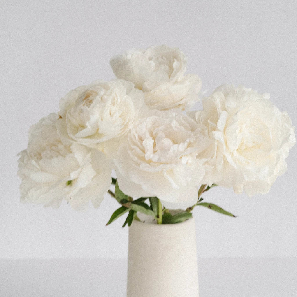 Premium Cream Peonies Bouquet - Fresh June Delivery for Weddings, Home Decor & Special Occasions