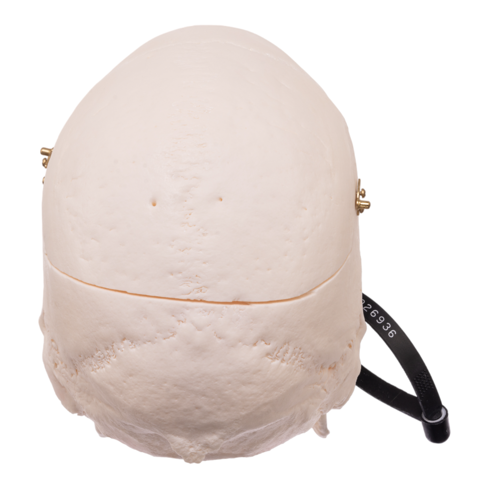 Premium Anatomical Human Skull Model - Accurate Medical & Educational Tool for Students, Doctors & Researchers | Perfect for Anatomy Study, Classroom Teaching & Medical Training