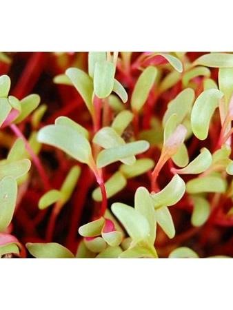 Ruby Red Swiss Chard Seeds 4oz - Non-GMO Vegetable Garden & Microgreens Seeds for Indoor/Outdoor Planting - Perfect for Home Gardens, Urban Farming & Healthy Salads
