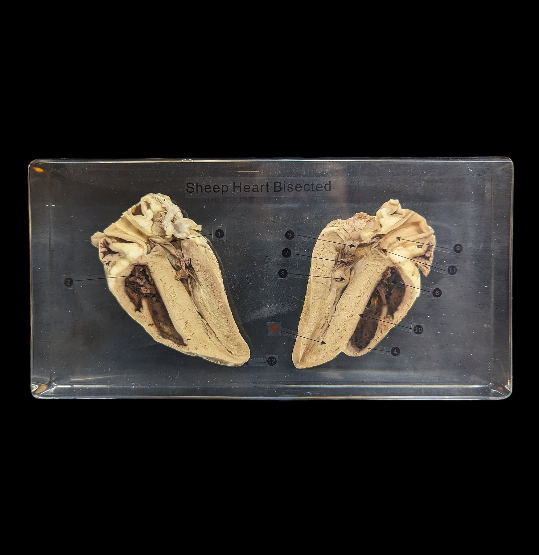 Sheep Heart Cross-Section Acrylic Block - Anatomical Specimen for Biology Education & Medical Study - Perfect for Classroom, Lab & Science Enthusiasts