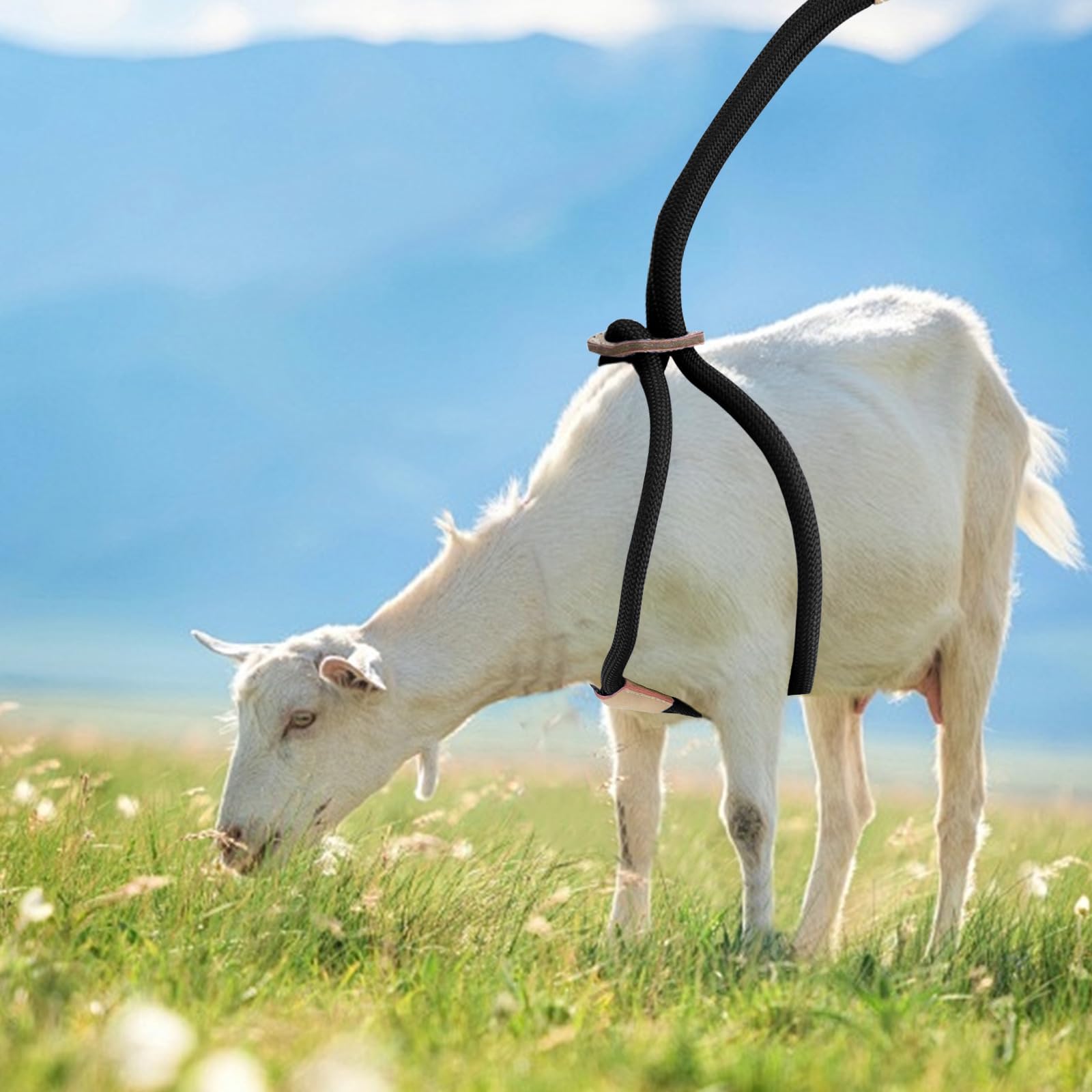 Premium Washable Goat Harness & Leash Set - Durable Livestock Supplies for Goats and Sheep, Ideal for Walking, Training, and Outdoor Adventures