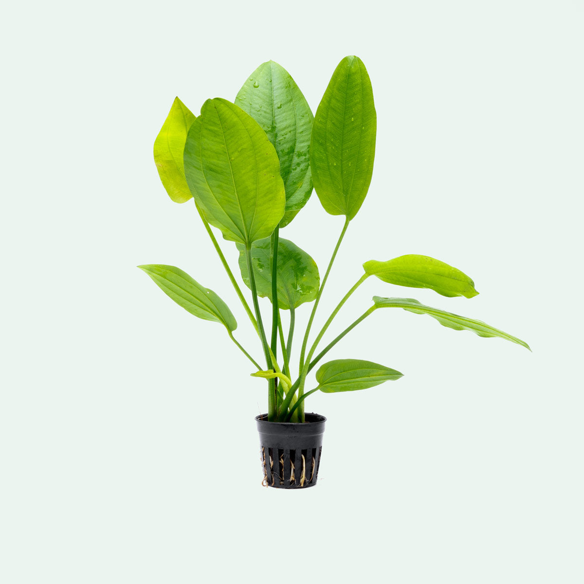 Echinodorus Cordifolius Live Aquatic Plant for Aquarium - Heartleaf Amazon Sword for Fish Tank Decoration | Perfect for Freshwater Aquascaping and Shrimp Tanks