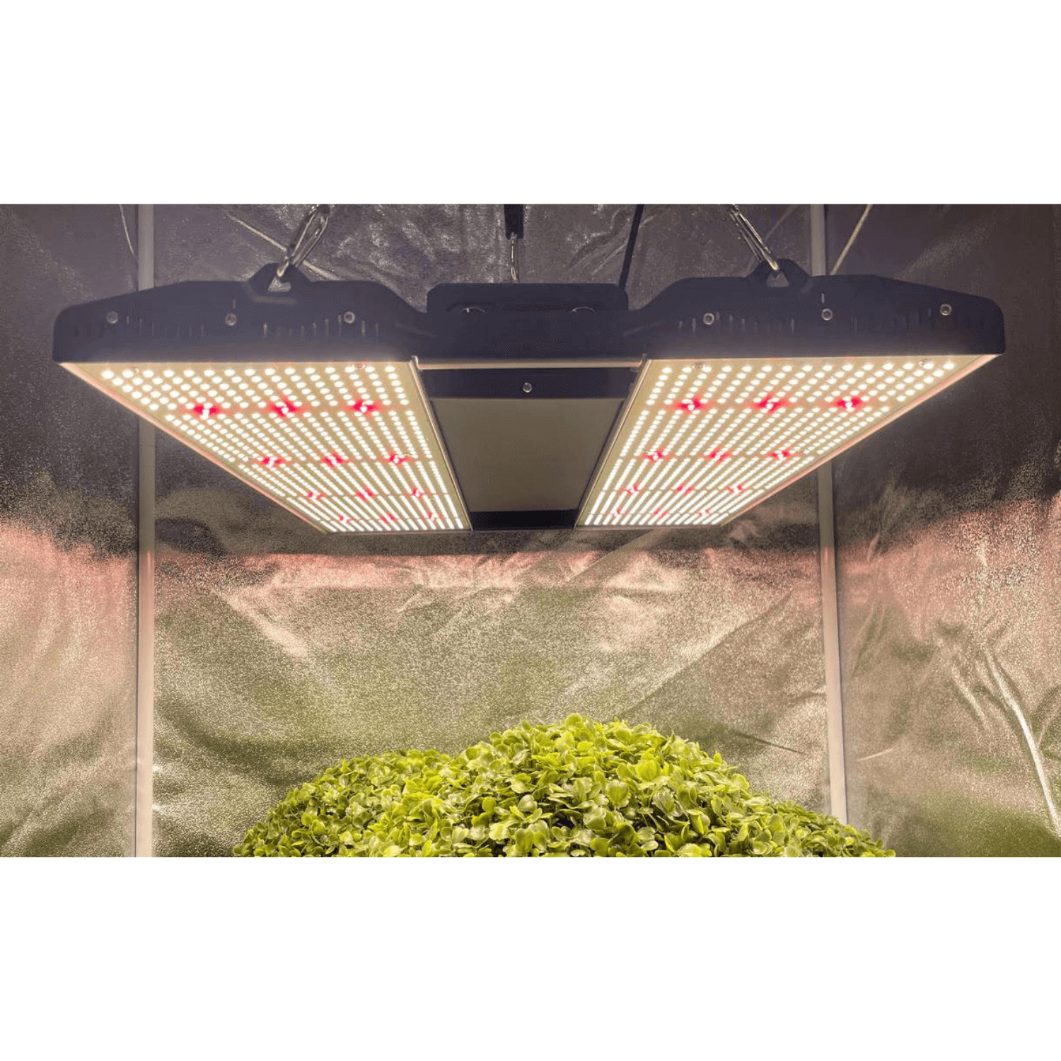 Medic Grow Mini Sun 2 150W Full Spectrum LED Grow Light for Indoor Plants - Ideal for Hydroponics, Greenhouses & Home Gardening