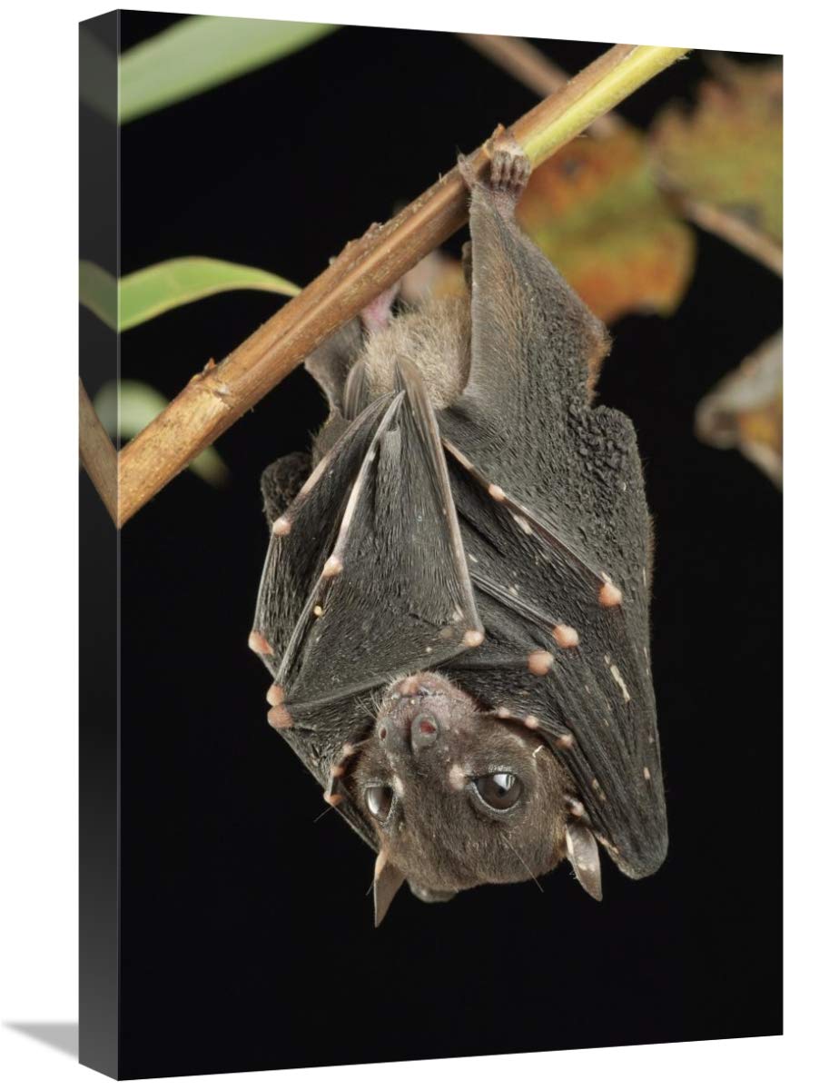 Spotted-Winged Fruit Bat Canvas Art Print - 16x24 Inch Wildlife Wall Decor - Borneo Rainforest Conservation Photography - Perfect for Nature Lover's Home & Office Decor