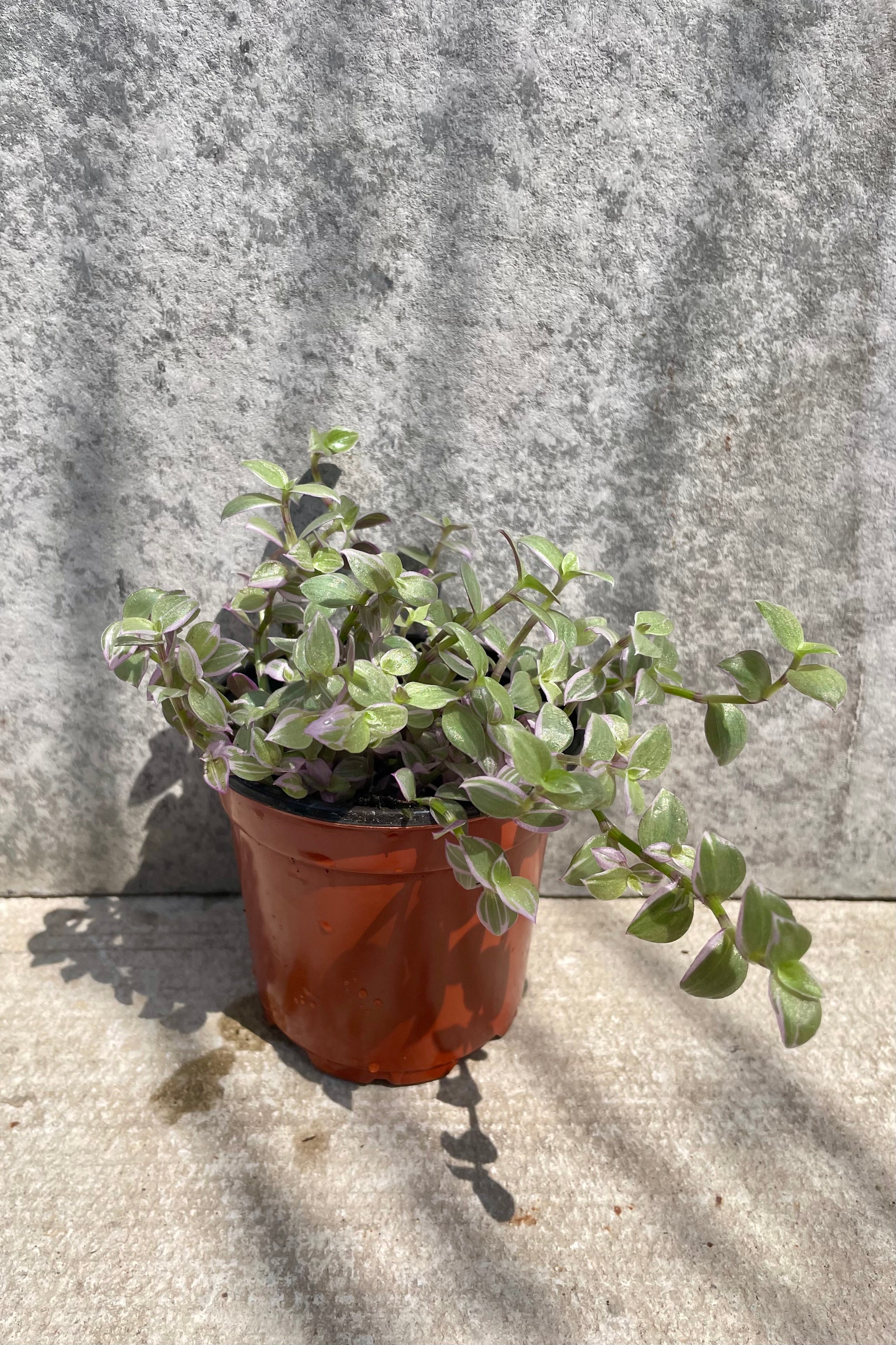 Callisia Repens (Turtle Vine) - 4 Inch Live Plant for Home Decor, Terrariums & Indoor Gardens | Easy Care Houseplant for Beginners