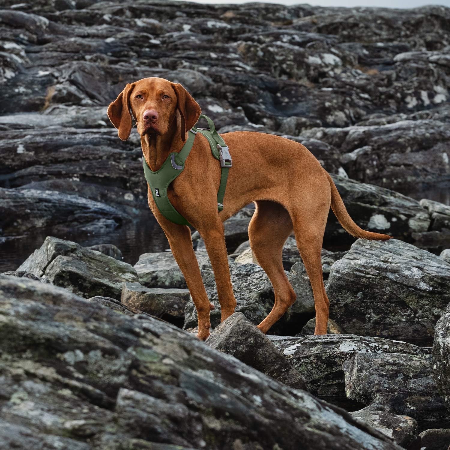 Hurtta Weekend Warrior ECO Dog Harness - Adjustable Reflective Vest for Medium Dogs 18-24 inch Chest - Perfect for Hiking, Camping & Outdoor Adventures