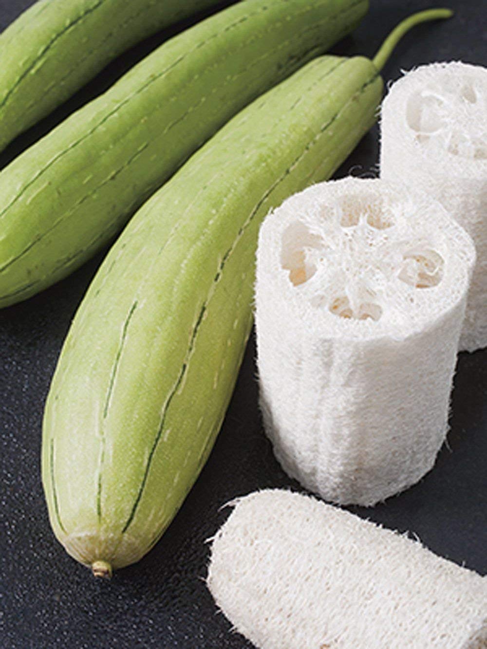 Organic Non-GMO Dishrag Gourd Seeds - Smooth Luffa Sponge for Exfoliating & Cleaning | Heirloom Vegetable Seeds for Planting | Perfect for Gardeners, DIY Beauty & Eco-Friendly Home Use