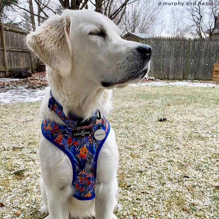 Lucy & Co. Royal Garden Blue Floral Adjustable Buckle Clip Dog Collar - Perfect for Small to Medium Dogs, Daily Walks & Pet Fashion Accessories