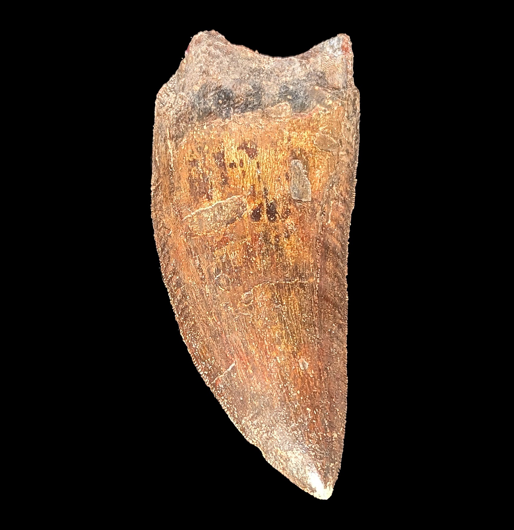 Authentic Carcharodontosaurus Dinosaur Tooth Fossil - Rare Collectible Specimen for Paleontology Enthusiasts & Home Decor Display