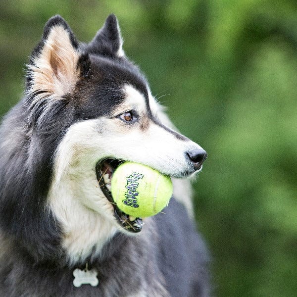 KONG SqueakAir Balls - Durable Dog Chew Toys for Small & Large Dogs - Interactive Play & Teeth Cleaning - Perfect for Fetch, Training & Indoor/Outdoor Fun