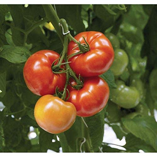 Geronimo F1 Hybrid Tomato Seeds - Large, Firm, Bright Red, Delicious Flavor (10 Seeds) - Perfect for Home Gardens, Greenhouses & Fresh Salads