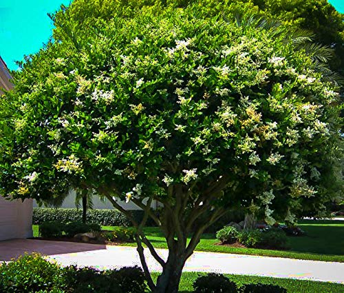 Ligustrum Waxleaf Privet - 12 Live Quart Size Plants - Evergreen Privacy Hedge for Landscaping - Perfect for Garden Borders, Fences, and Outdoor Privacy Screens