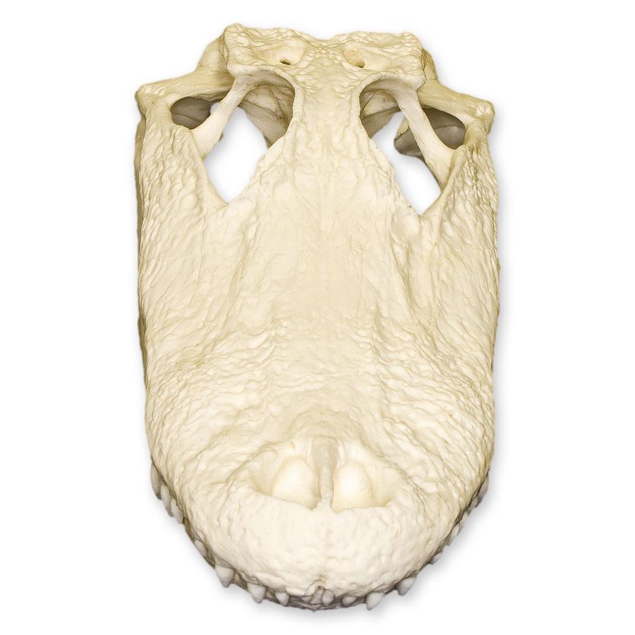 Authentic Replica American Alligator Skull - 11.5 Inch Lifelike Alligator Head Model for Home Decor, Educational Display, and Halloween Props