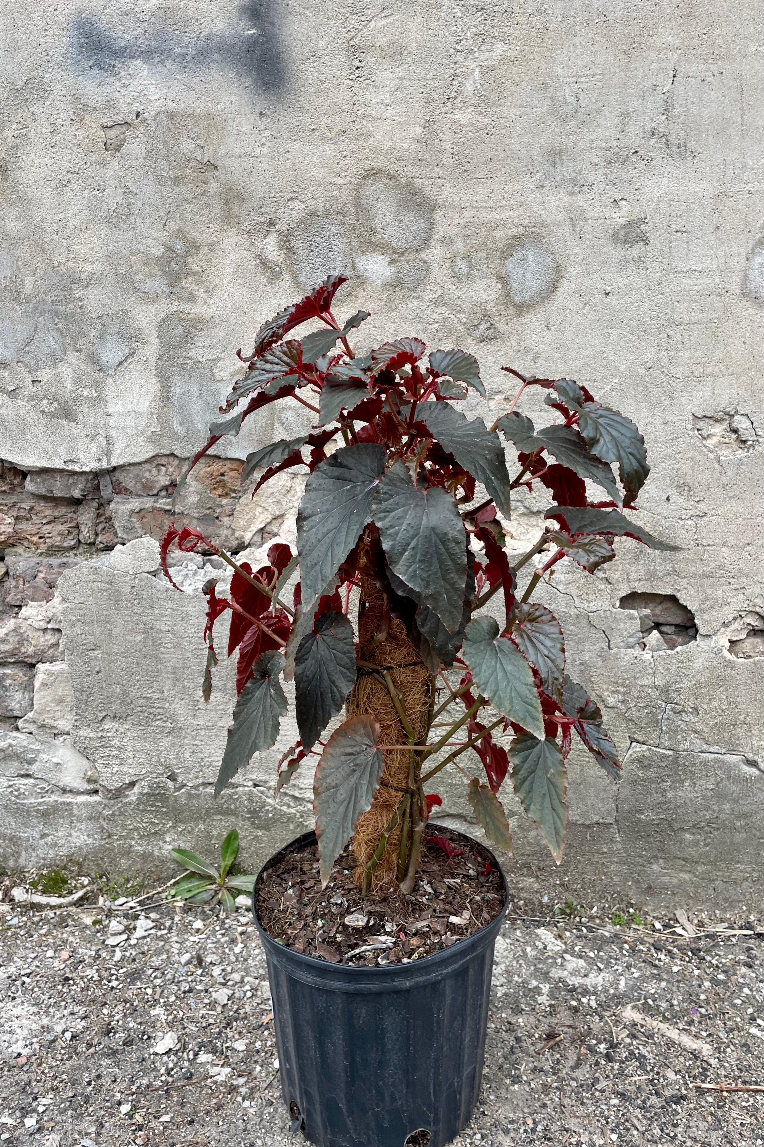 Black Magic Begonia Rex Cultorum - 10 Pack | Stunning Dark Foliage Houseplant for Home & Office Decor