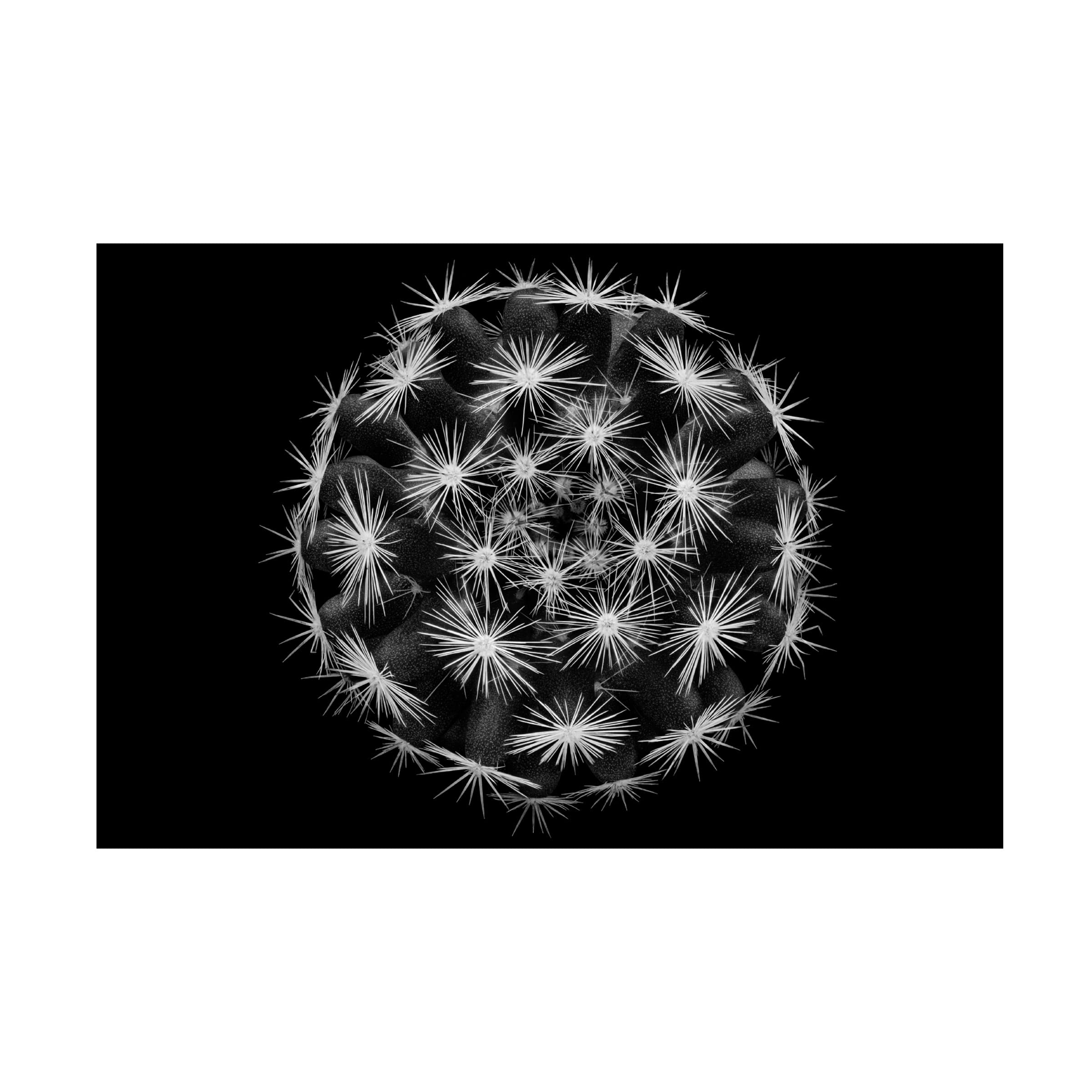 Trademark Fine Art 'Mammillaria' Canvas Wall Art Print by Victor Mozqueda - Beautiful Cactus Painting for Living Room, Bedroom & Office Decor