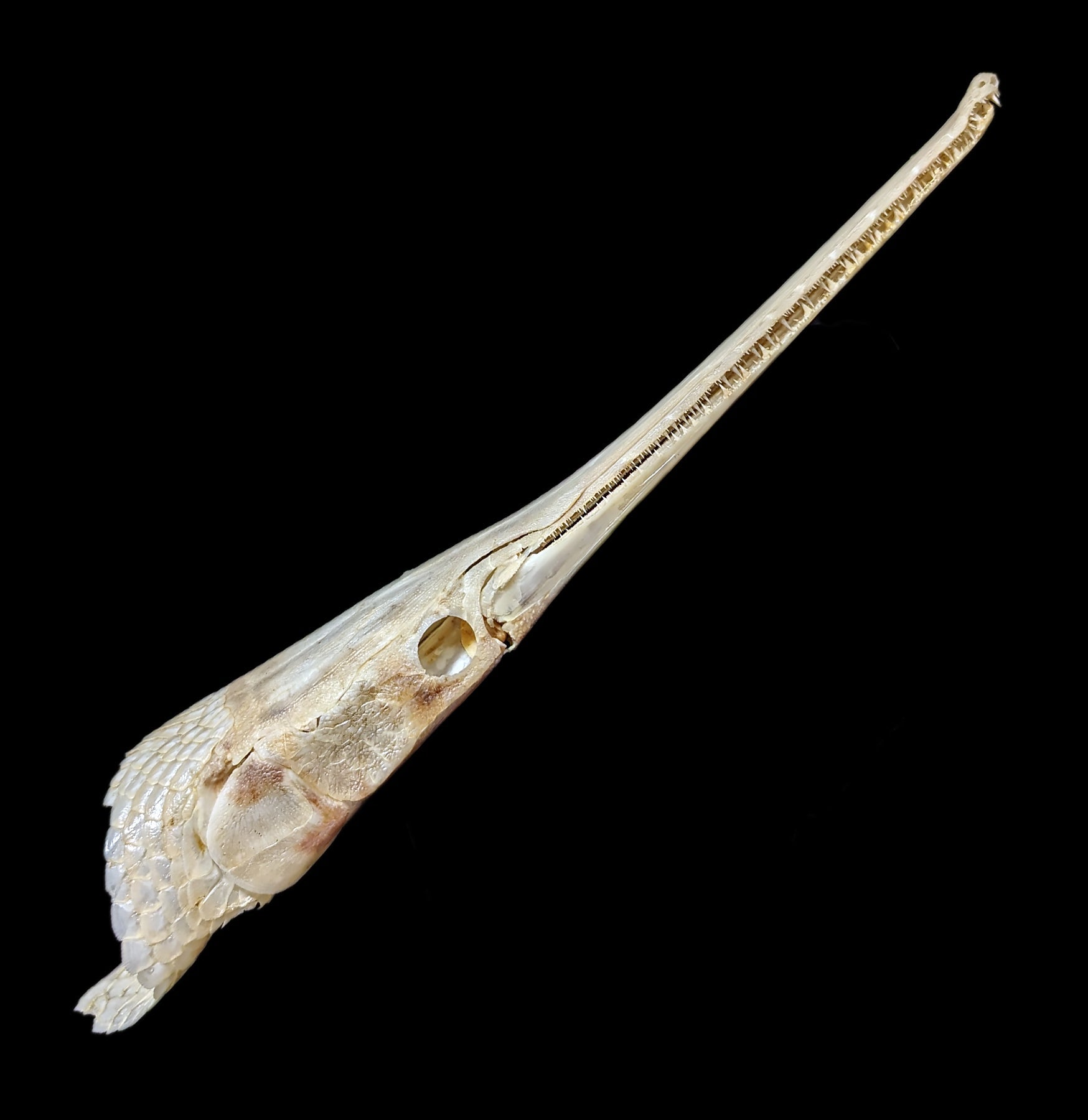 Longnose Gar Skull - Authentic Fish Skull Specimen for Collectors, Taxidermy & Science Education | Perfect for Home Decor, Classroom Display & Unique Gifts
