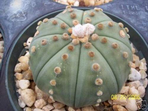 Thronesfarm Astrophytum Asterias Nudum Sand Dollar Cactus - Rare 15ct Exotic Succulent for Home Decor, Office Desk & Zen Garden
