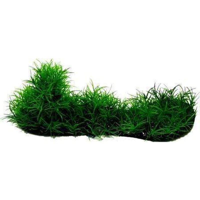 Amazon Jungle Micro Sword Covered Log - Aquatic Plant for Freshwater Aquarium Decoration | Perfect for Fish Tank Landscaping and Aquascaping
