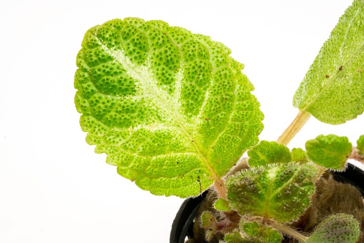 Episcia Lil Lemon - Rare Lemon Lime Variegated Houseplant for Indoor Gardens | Perfect for Home Decor, Terrariums & Office Spaces