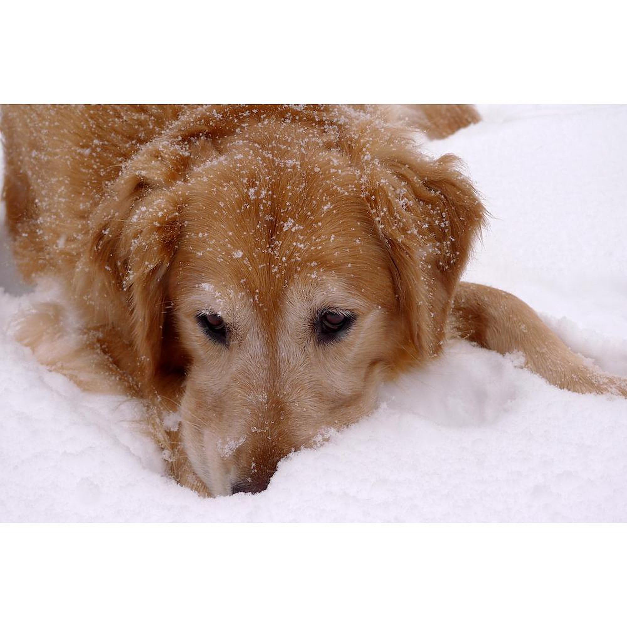 Golden Retriever Winter Themed 20oz Ceramic Coffee Mug - Large Insulated Cup for Hot Drinks, Perfect Gift for Dog Lovers - Ideal for Home, Office & Cozy Winter Mornings