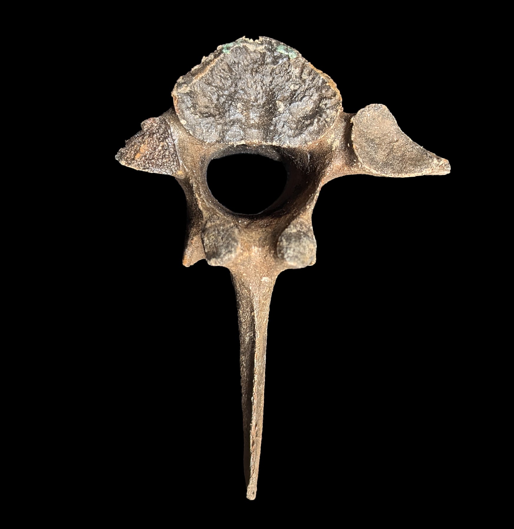 Authentic Pleistocene Fossilized Vertebrae Collection - Rare Prehistoric Animal Bones for Paleontology Enthusiasts & Fossil Collectors - Perfect for Educational Displays, Museum Exhibits, and Home Decor