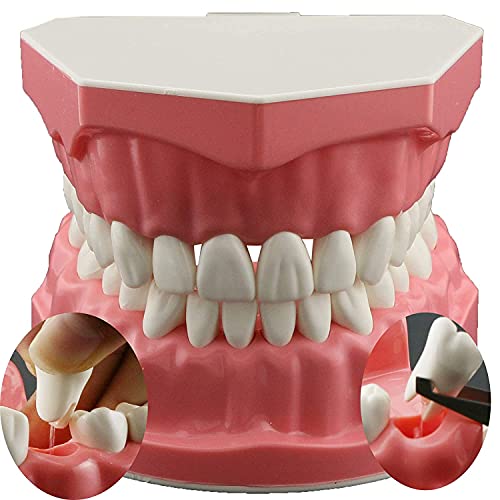 1.5X Large Dental Typodont Model with Removable Teeth - Perfect for Brushing & Flossing Practice, Dental Student Teaching & Study - Ideal for Kids Learning Oral Hygiene at Home or School