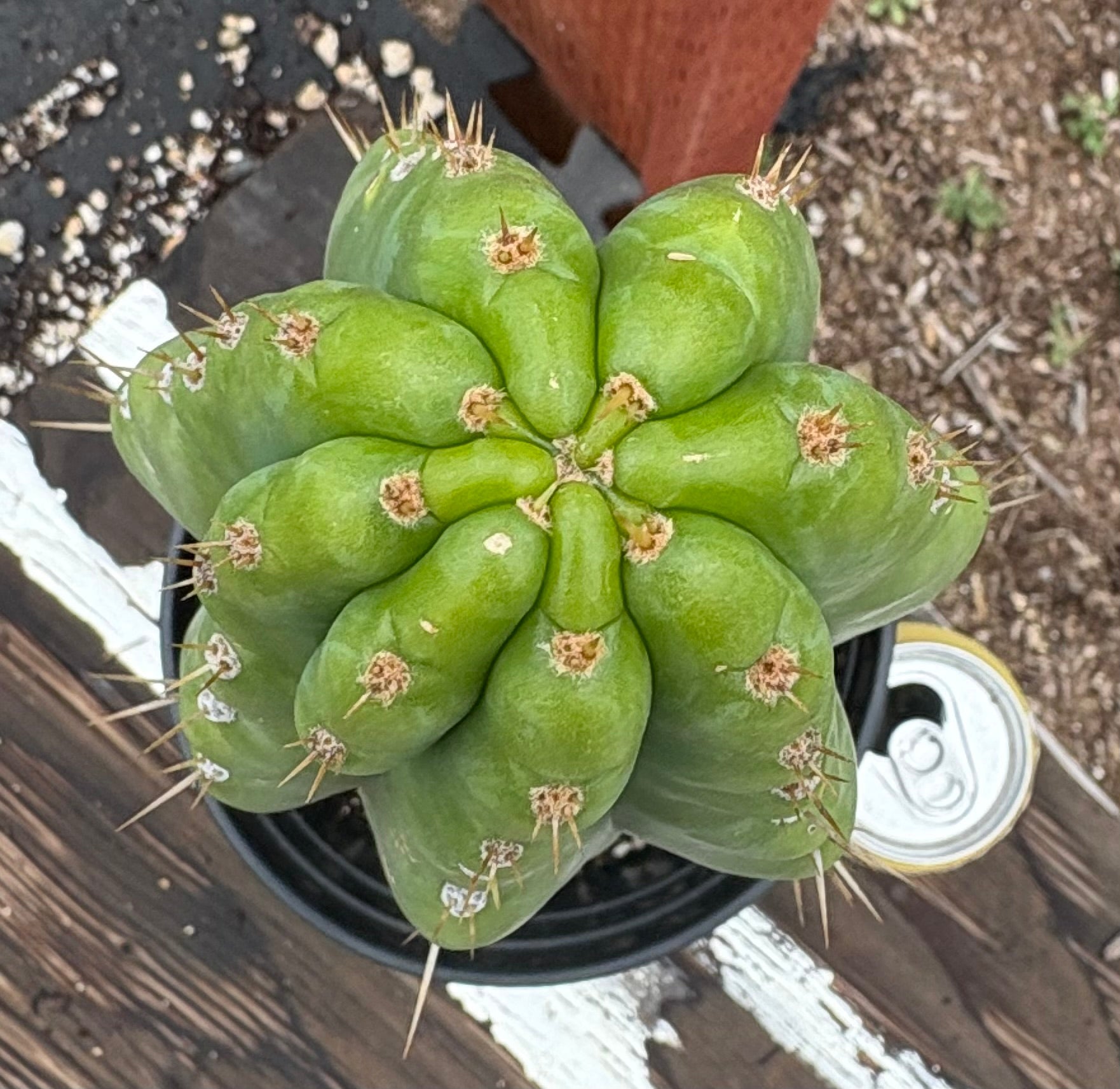 EC142 EXACT Trichocereus Bob’s Monstrose Creation BMC Cactus - 13 Inch Rare Succulent Plant for Home Decor, Office Desk, or Cactus Garden Collection