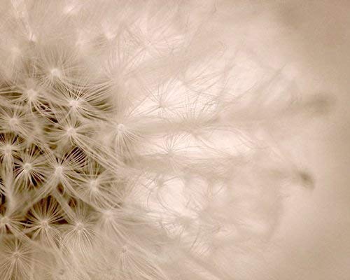 Dandelion Fine Art Photography Print - Neutral Modern Wall Art for Bedroom Decor - Beige Tan Brown Flower Macro Photography - Perfect for Living Room, Office & Nursery