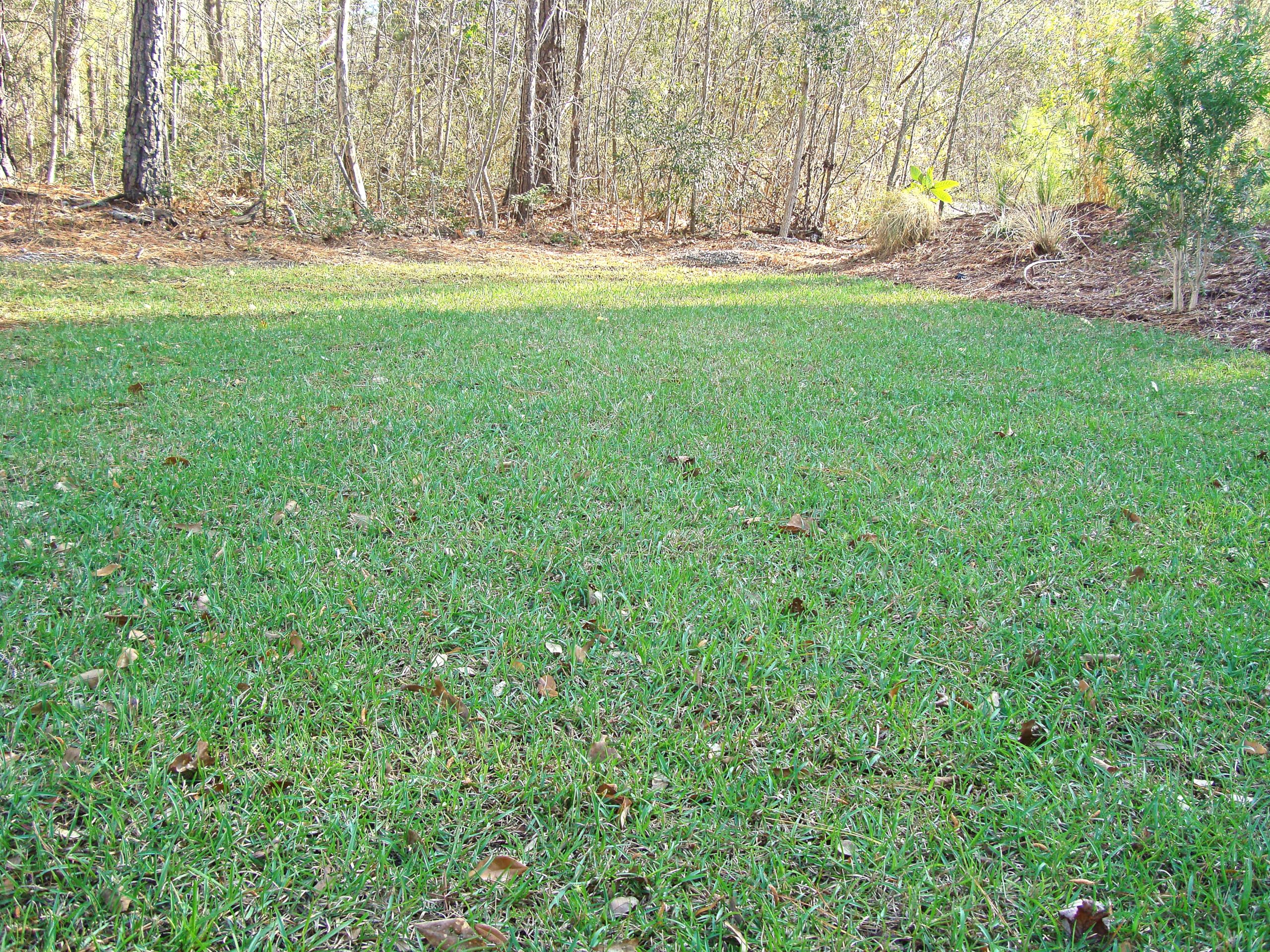 Premium Lawnifi Santee Centipede Grass Seeds for Lush Green Lawn - 2 lbs Bag Covers 4,000 Sq Ft | Fast-Growing, Drought-Resistant Grass Seed for Southern Lawns, Golf Courses & Landscaping