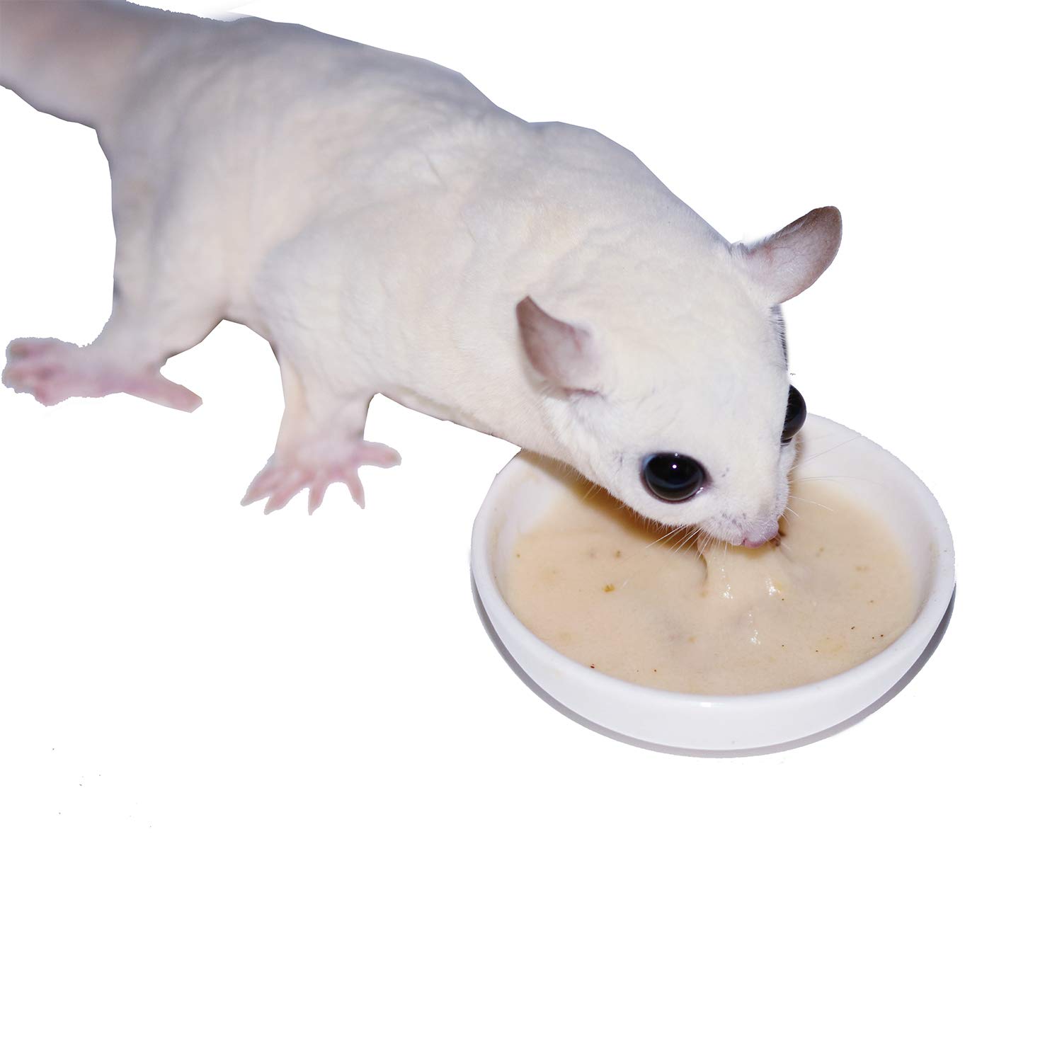 Exotic Nutrition Gliderade Nectar Powder (10 lb) - Vitamin-Enriched Sugar Glider Food Supplement with Essential Carbohydrates - for Small Marsupial Pets - Perfect for Daily Feeding & Nutritional Support