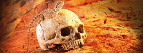 Exo Terra Primate Skull Terrarium Decor - Realistic Reptile Habitat Ornament for Geckos, Snakes & Lizards - Perfect for Jungle, Desert & Gothic Terrarium Themes
