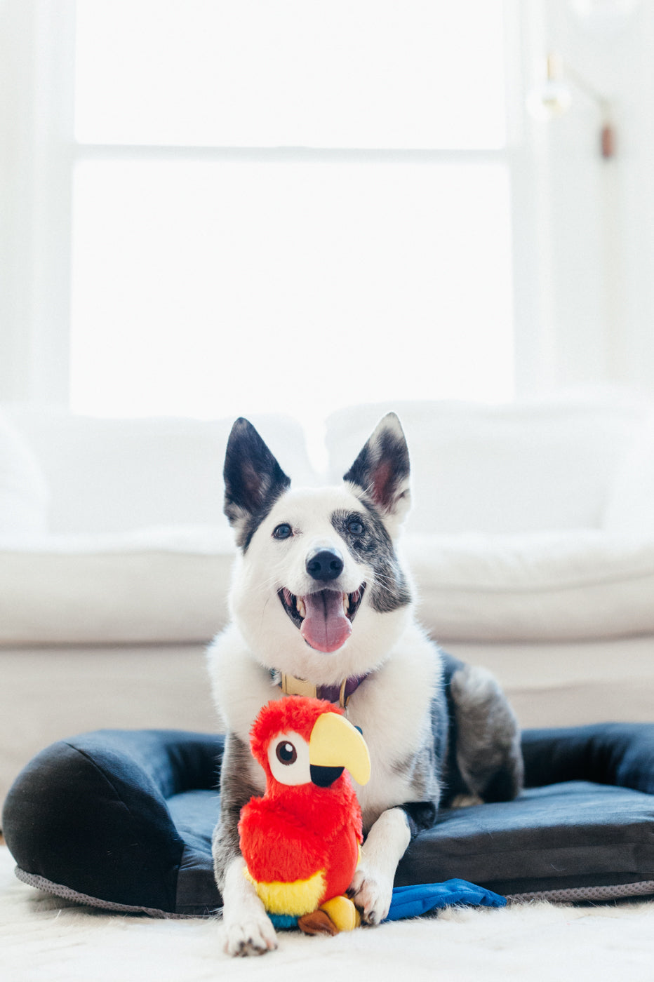 Paula the Parrot Plush Dog Toy - Fetching Flock™ Interactive Chew Toy for Small & Large Dogs | Durable & Safe Pet Play Toy for Fetch, Cuddle & Training Sessions