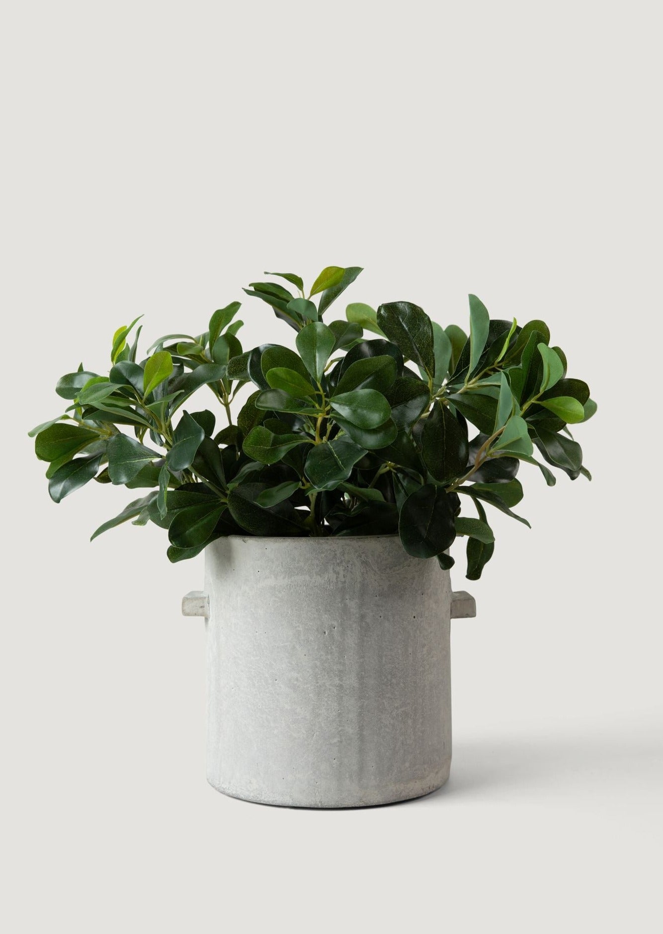 Natural Touch Artificial Wax Privet Leaf Plant - 15