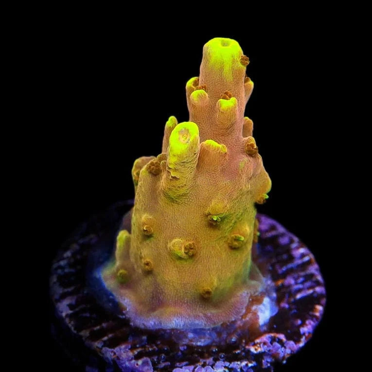 Premium CB Golden Jawdropper Acropora Coral for Saltwater Aquariums - Vibrant Coral for Reef Tanks & Marine Displays