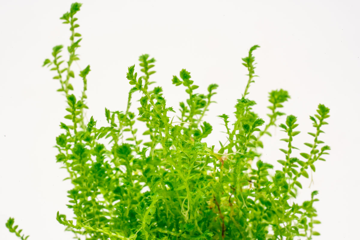 Selaginella Kraussiana Mini - Small Evergreen Fern for Indoor & Outdoor Gardens | Perfect for Terrariums, Fairy Gardens, and Home Decor