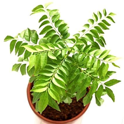 Organic Curry Leaf Plant (Murraya Koenigii) in Black Pot - Sweet Neem Herb for Cooking | Fresh Homegrown Curry Patta for Indian Cuisine, Soups & Ayurvedic Remedies | Perfect for Kitchen Gardens, Balconies & Indoor Herb Gardens