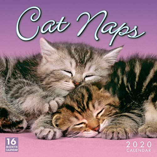 Cat Naps