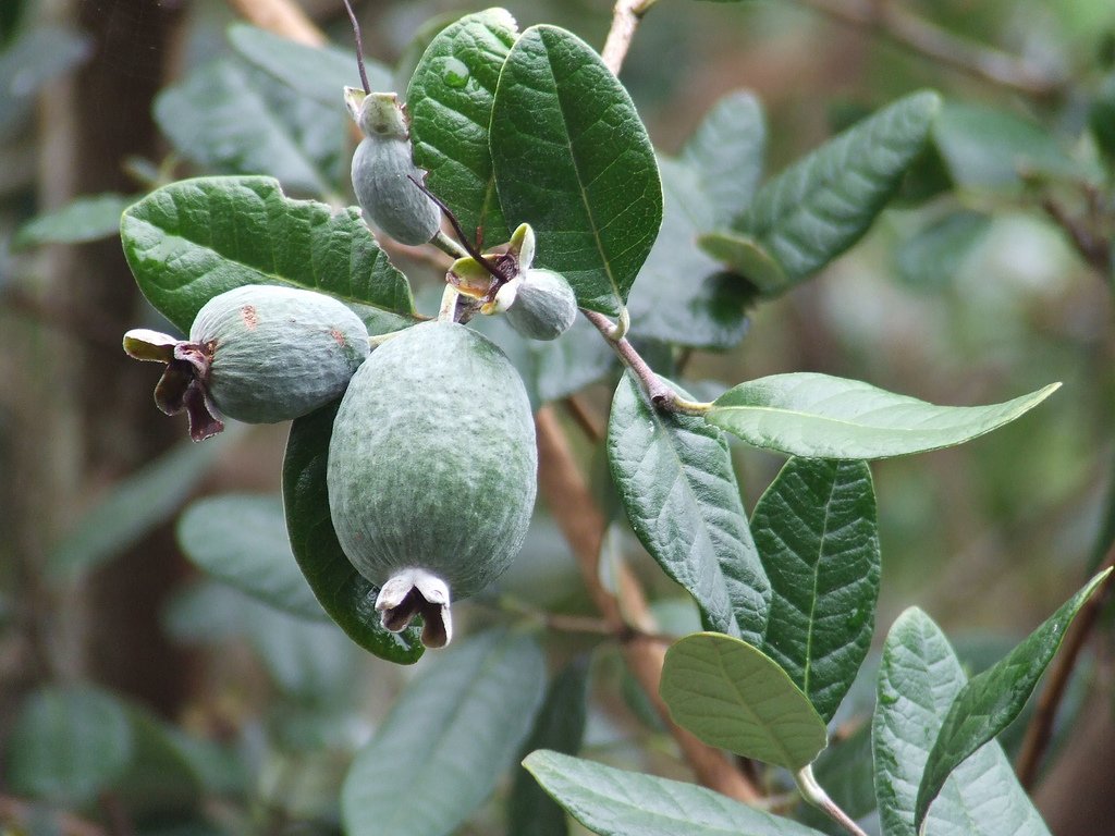 Pineapple Guava Plant - 12 Live 4 Inch Feijoa Sellowiana Plants - Edible Tropical Fruit & Flowers - Perfect for Home Gardens, Landscaping & Fresh Fruit Production