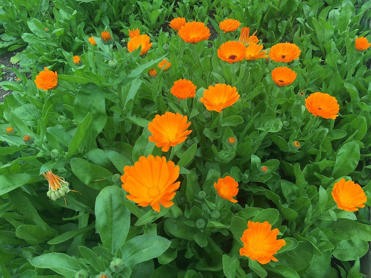 Premium Dwarf Calendula Pot Marigold Seeds for Planting - Ruddles Variety (100+ Seeds) - Perfect for Home Gardens, Flower Beds & Container Planting