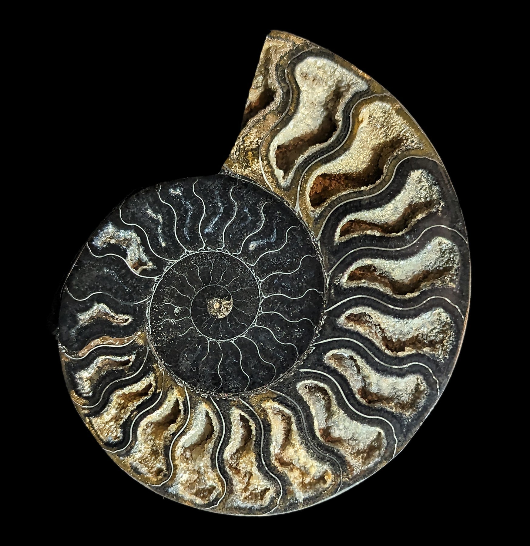 Natural Agatized Black Ammonite Fossil Pair - Rare Collectible Gemstone Specimen for Home Decor, Meditation & Healing Crystals