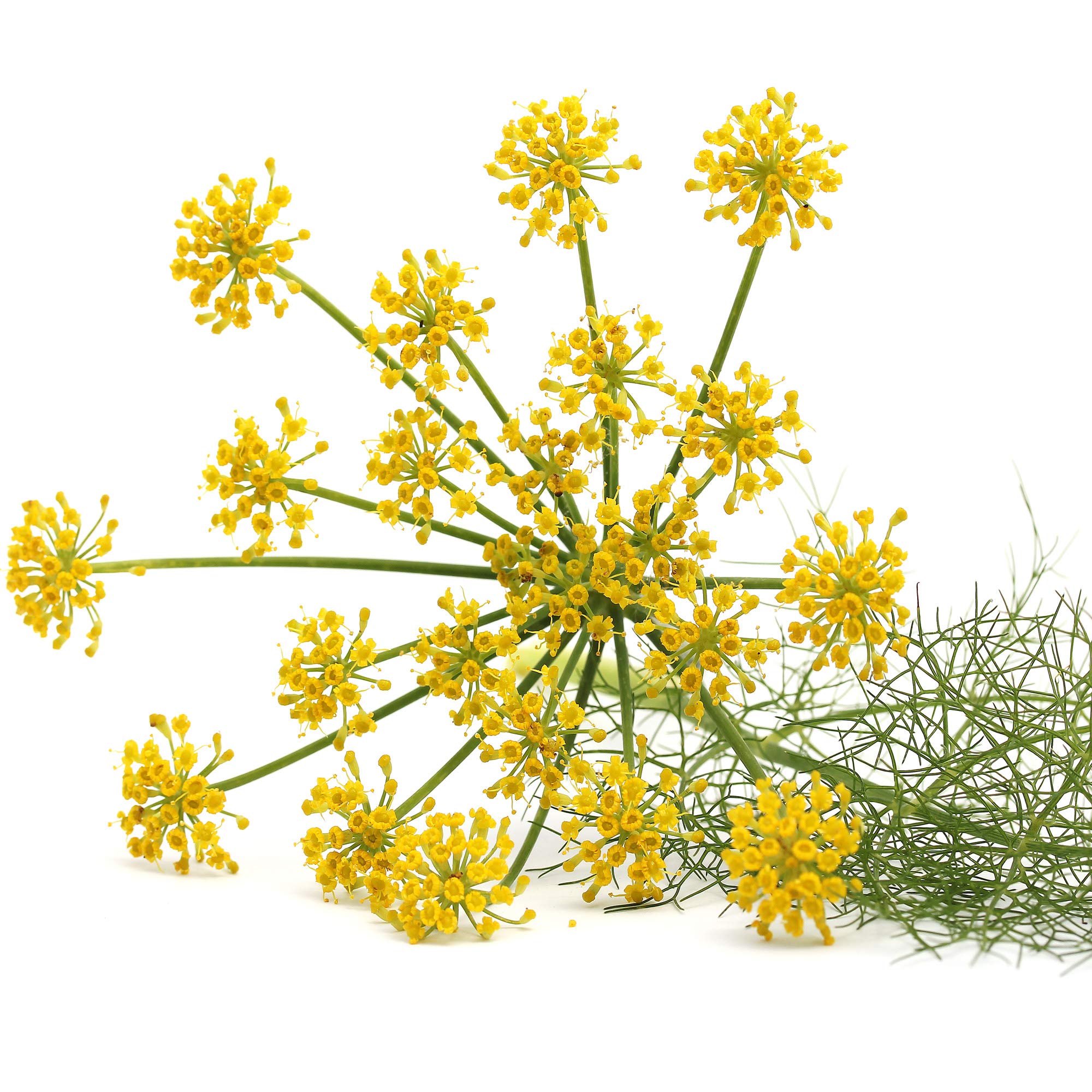 Outsidepride 1/4 lb. Fennel Herb Seeds (Foeniculum Vulgare) - Non-GMO Annual Garden Seeds for Planting - Perfect for Herb Gardens, Culinary Use & Landscaping