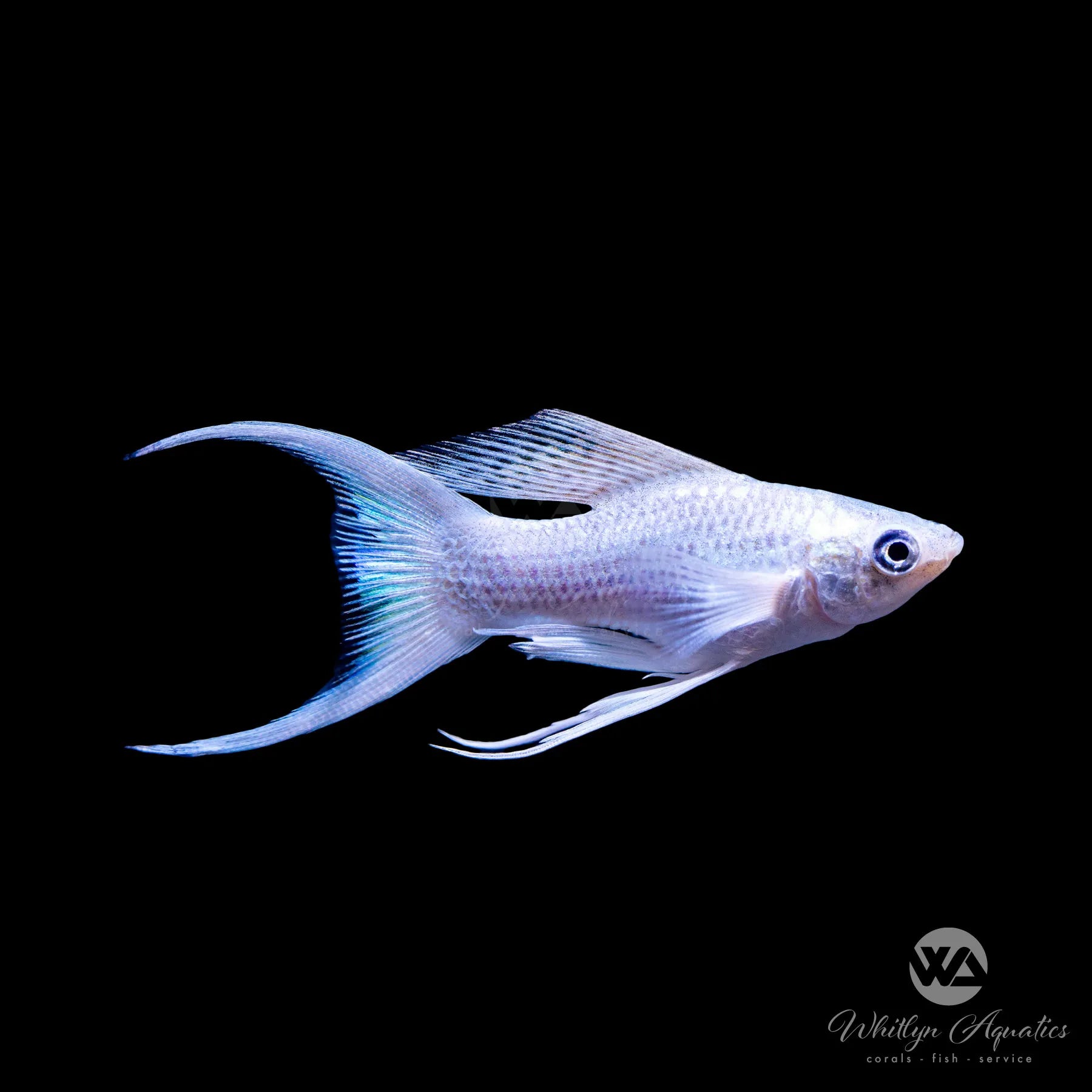 Platinum Lyretail Molly Fish - Poecilia Sphenops for Freshwater Aquariums | Perfect for Community Tanks & Planted Aquascapes