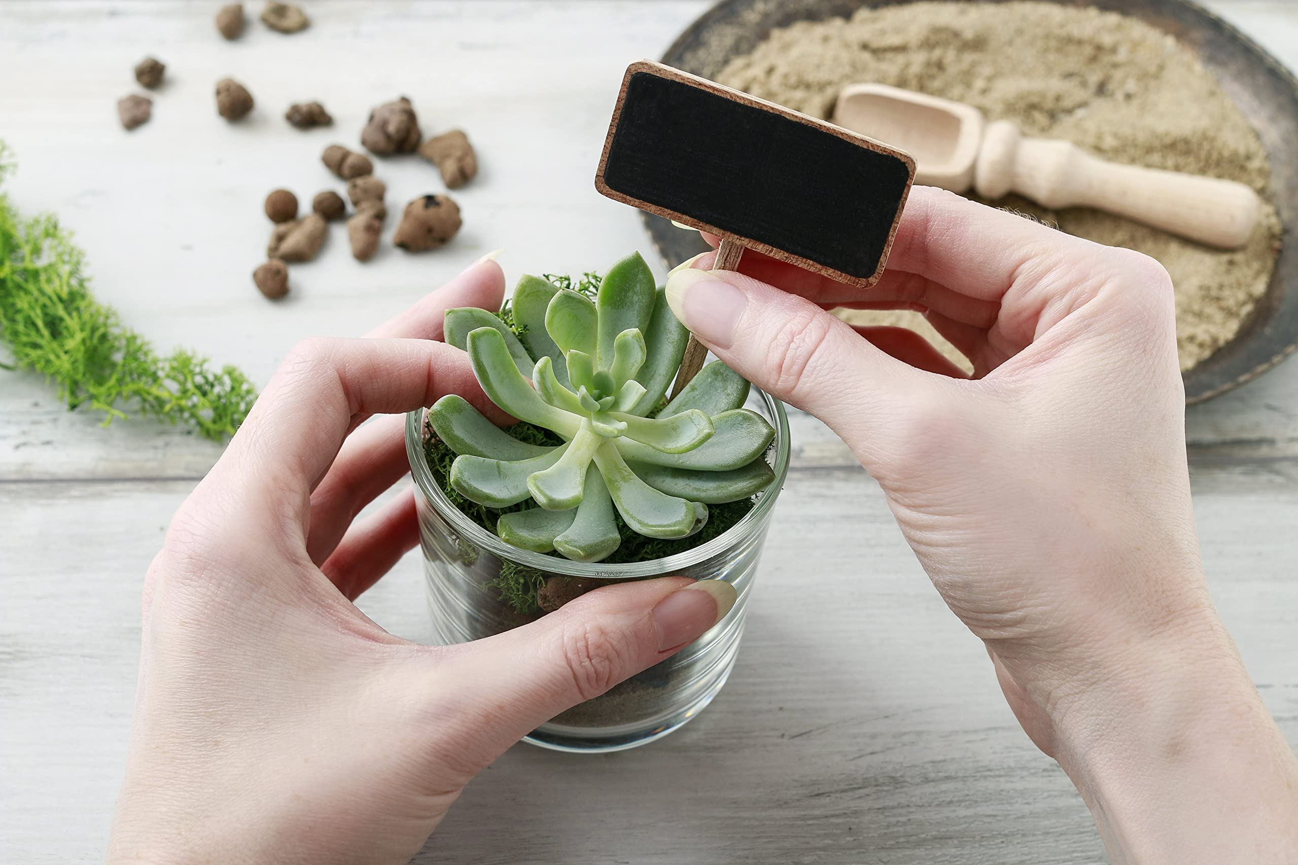 Shop Succulents | Live Succulent Plants Collection - 12 Hand-Picked Mini Succulents with Radiant Rosettes | Perfect for Home Decor, Office Desk & Gift Giving