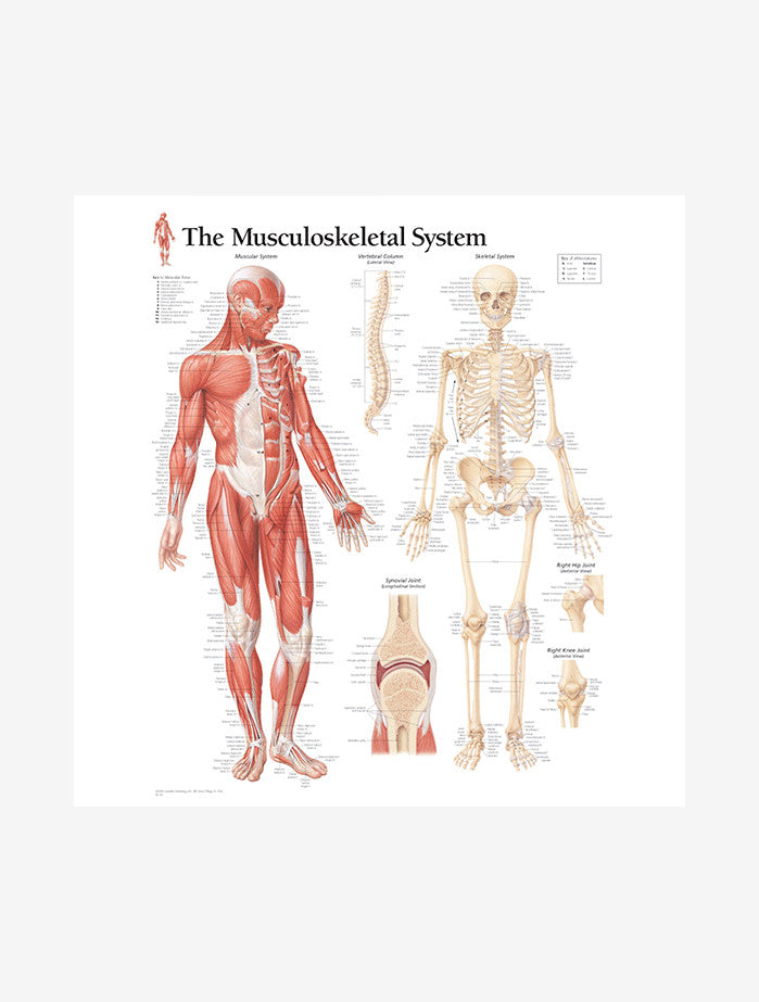 Musculoskeletal System Anatomy Laminated Poster - Human Body Chart for Medical Students, Doctors & Physical Therapists - Perfect for Classrooms, Clinics & Home Study