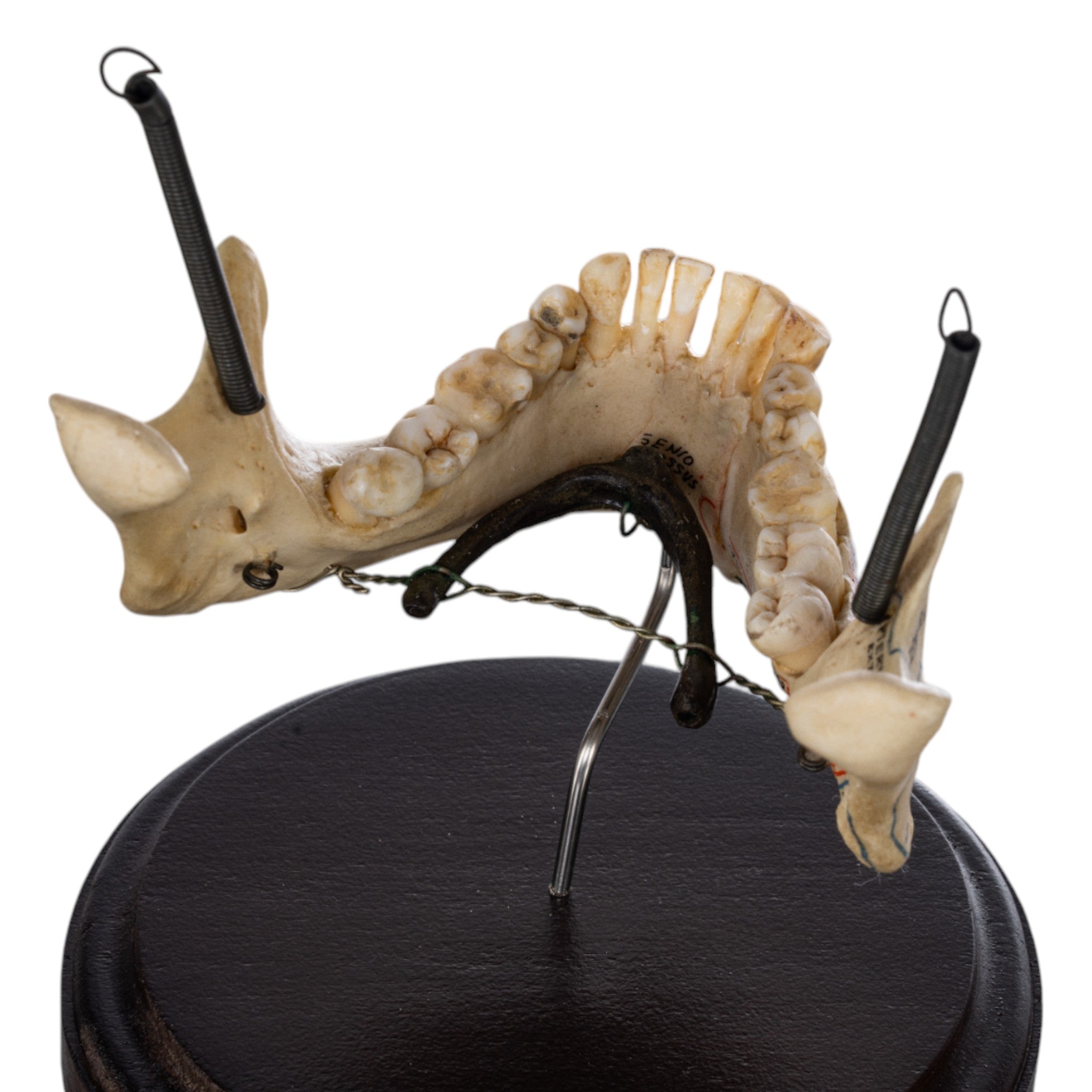 Real Human Mandible on Stand - Anatomical Skull Jawbone Model for Medical Study, Dental Education & Halloween Decor - Perfect for Doctors, Students & Collectors