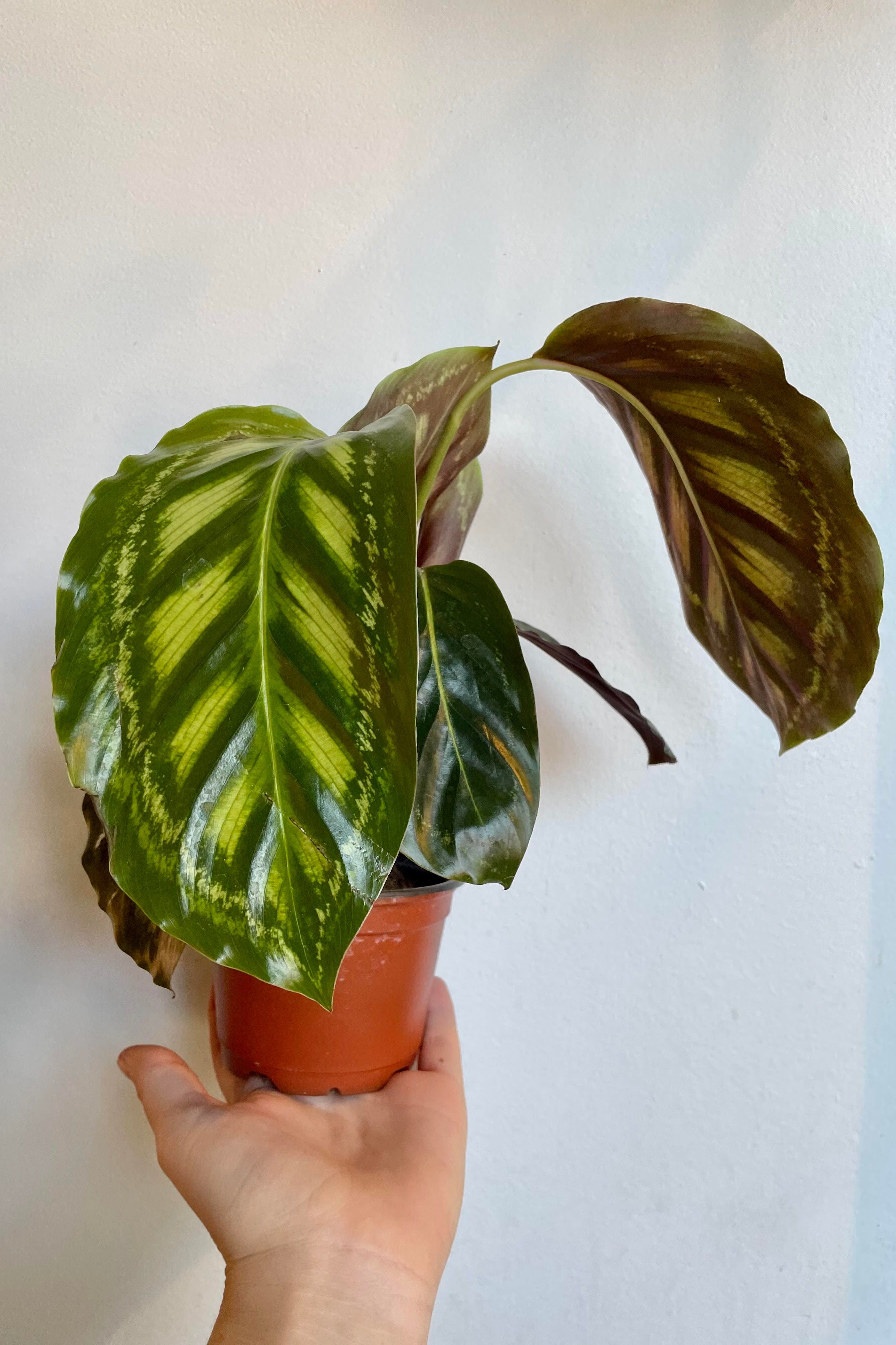 Calathea 'Flamestar' 4 Inch Live Plant - Rare Tropical Houseplant for Home & Office Decor | Perfect for Indoor Gardens, Low Light Spaces & Plant Lovers