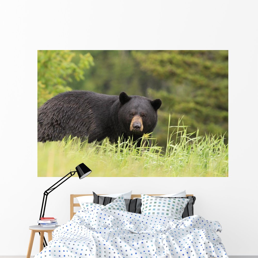 Wallmonkeys Large Male Black Bear Wall Mural - Peel and Stick Graphic Decal (72