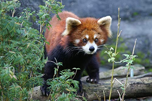 20x30 Inch Laminated Red Panda Zoo Animal Poster - Vibrant Colors & High-Quality Print - Perfect for Kids Room Decor, Classroom, Nursery, or Office Wall Art